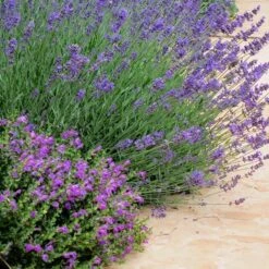 Dark Violet Skullcap (Scutellaria) -Garden Outfitters Store lavandula pastor pride scutellaria violet cloud