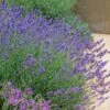 Pastor's Pride English Lavender 1 Pastor's Pride English Lavender -Garden Outfitters Store lavandula pastors pride lavender 1 2