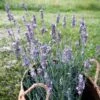Sensational!™ Lavender -Garden Outfitters Store lavandula sensational lavender
