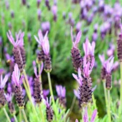 Purple Ribbon Spanish Lavender 7 Purple Ribbon Spanish Lavender -Garden Outfitters Store lavandula stoechas purple ribbon spanish lavender flowers 1