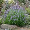 Wee One Dwarf English Lavender 1 Wee One Dwarf English Lavender -Garden Outfitters Store lavandula wee one opuntia echinocereus cropped 2