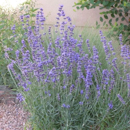 Vera English Lavender 4 Vera English Lavender - Image 2