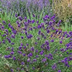 Garden Outfitters Store -Garden Outfitters Store lavandula angustifolia after midnight whole plant cropped 1
