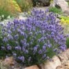 Thumbelina Leigh Dwarf English Lavender -Garden Outfitters Store lavandula angustifolia thumbelina leigh web 1