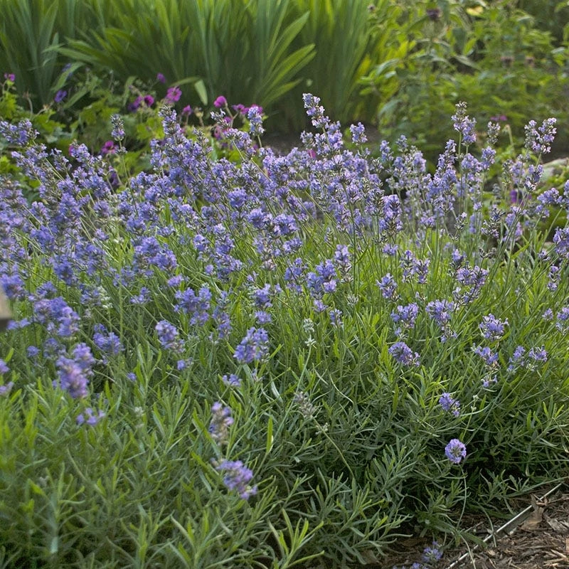 Blue Cushion English Lavender 4 Blue Cushion English Lavender - Image 2