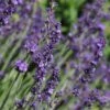 Sharon Roberts English Lavender -Garden Outfitters Store lavandula sharon roberts with bee 1 1