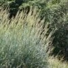 Great Basin Wildrye -Garden Outfitters Store leymus cinereus close up plant select great basin wildrye