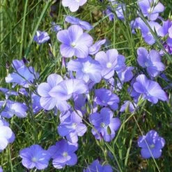 Spanish Blue Flax (Linum) -Garden Outfitters Store linum narbonense spanish blue flax 1 cropped