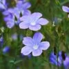 Spanish Blue Flax (Linum) -Garden Outfitters Store linum narbonense spanish blue flax 2 cropped
