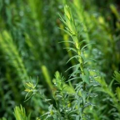 Spanish Blue Flax (Linum) -Garden Outfitters Store linum narbonense spanish blue flax foliage cropped