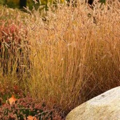 Little Prairie Native Wildflower Seed Mix -Garden Outfitters Store little prairie mix blue grama grass bouteloua gracilis