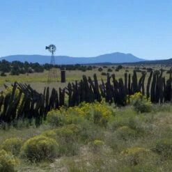 Little Prairie Native Wildflower Seed Mix -Garden Outfitters Store little prairie mix bouteloua gracilis meadow