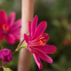 Little Raspberry Lewisia -Garden Outfitters Store little raspberry lewisia 2