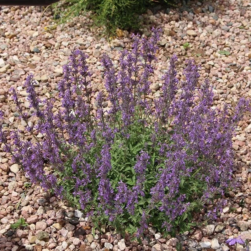 Little Trudy® Nepeta 4 Little Trudy® Nepeta - Image 2