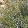 Littleleaf Mountain Mahogany (Cercocarpus)