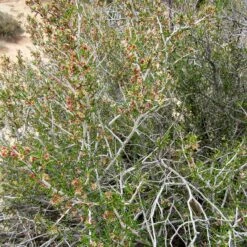 Littleleaf Mountain Mahogany (Cercocarpus)