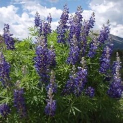 High Country Meadow Native Wildflower Seed Mix -Garden Outfitters Store lupine mountainside