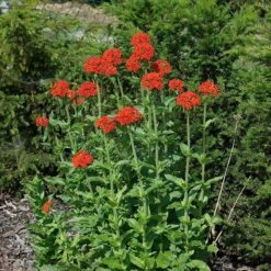 Maltese Cross (Silene) -Garden Outfitters Store lychnis chalcedonica 3