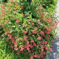 Major Wheeler Honeysuckle Vine -Garden Outfitters Store major wheeler honeysuckle vine 2 1