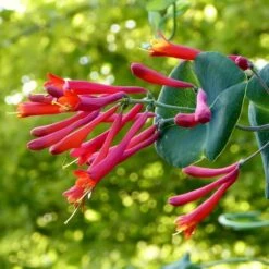 Major Wheeler Honeysuckle Vine -Garden Outfitters Store major wheeler honeysuckle vine c