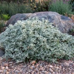 Silver Edged Horehound (Marrubium) -Garden Outfitters Store marrubium rotundifolium david winger1 plant select cropped