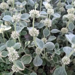 Silver Edged Horehound (Marrubium) -Garden Outfitters Store marrubium rotundifolium silver edged horehound cindy jewell