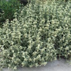 Silver Edged Horehound (Marrubium) -Garden Outfitters Store marrubium rotundifolium silver edged horehound cindy jewell 3