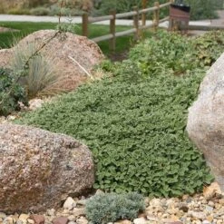 Silver Edged Horehound (Marrubium) -Garden Outfitters Store marrubium rotundifolium plant select cropped