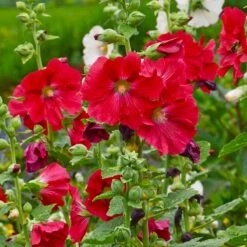 Mars Magic Single Hollyhock -Garden Outfitters Store mars magic single hollyhock alcea rosea walters garden flowers