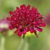Mars Midget Pincushion Flower -Garden Outfitters Store mars midget pincushion flower knautia macedonica
