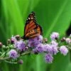 Meadow Blazing Star (Liatris) -Garden Outfitters Store meadow blazing star monarch on liatris ligulistylus