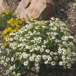 Blackfoot Daisy (Melampodium) -Garden Outfitters Store melampodium leucanthemum 82609 2 1 1