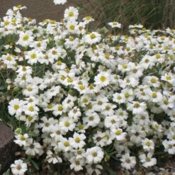 Blackfoot Daisy (Melampodium) -Garden Outfitters Store melampodium leucanthemum 82609 1