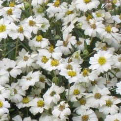 Blackfoot Daisy (Melampodium) -Garden Outfitters Store melampodium leucanthemum close up 1