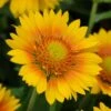 Mesa™ Peach Gaillardia -Garden Outfitters Store mesa peach gaillardia garden flower bloom