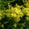 Little Lemon Goldenrod (Solidago) -Garden Outfitters Store mike davy solidago little lemon goldenrod 1 1