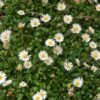 Miniature Mat Daisy (Bellium) -Garden Outfitters Store miniature mat daisy