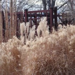 Gracillimus Miscanthus Grass -Garden Outfitters Store miscanthus ornamental grass winter