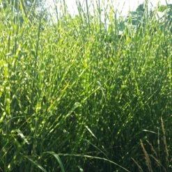 Gold Breeze Miscanthus Grass -Garden Outfitters Store miscanthus gold breeze 2 cropped
