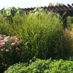 Gold Breeze Miscanthus Grass -Garden Outfitters Store miscanthus gold breeze 3 cropped