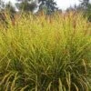 Gold Breeze Miscanthus Grass -Garden Outfitters Store miscanthus goldbreeze sbn 01 cropped