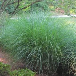 Gracillimus Miscanthus Grass -Garden Outfitters Store miscanthus gracillimus hni 02 cropped