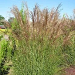 Gracillimus Miscanthus Grass -Garden Outfitters Store miscanthus gracillimus hni 03 cropped