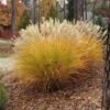 Gracillimus Miscanthus Grass -Garden Outfitters Store miscanthus gracillimus hni cropped
