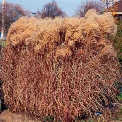 Gracillimus Miscanthus Grass -Garden Outfitters Store miscanthus gracillimus walters gardens cropped