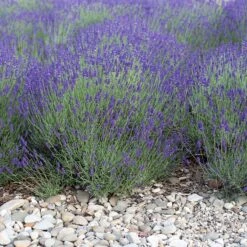 Mitcham Gray English Lavender 7 Mitcham Gray English Lavender -Garden Outfitters Store mitcham gray english lavender 1