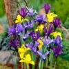 Dwarf Specie Iris Mix (Mini Iris) 2 Dwarf Specie Iris Mix (Mini Iris) -Garden Outfitters Store mixed specie iris visi09644