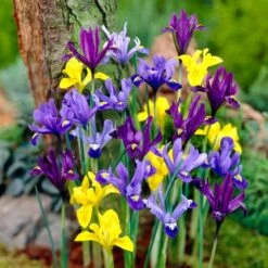 Dwarf Specie Iris Mix (Mini Iris)