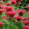 Fireball Bee Balm -Garden Outfitters Store monarda didyma cropped