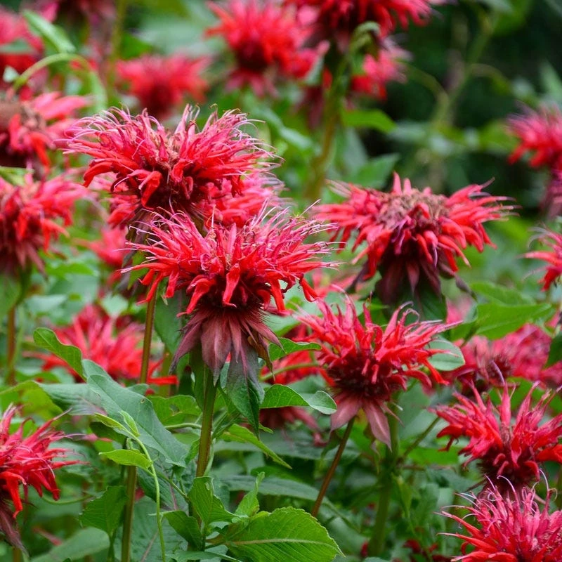 Fireball Bee Balm 3 Fireball Bee Balm